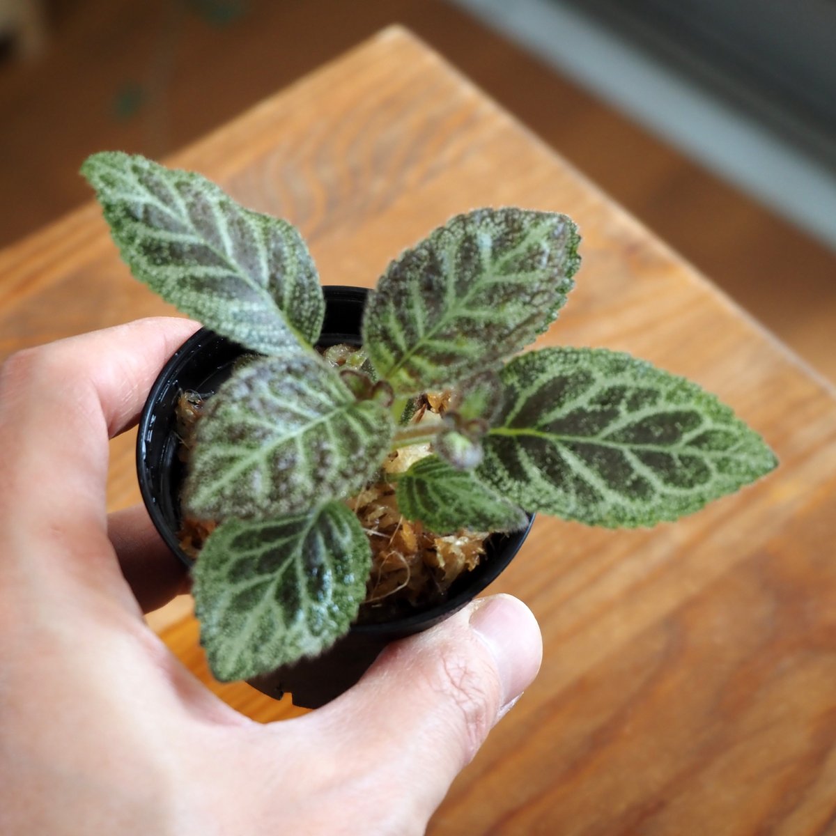熱帯植物】Episcia 
