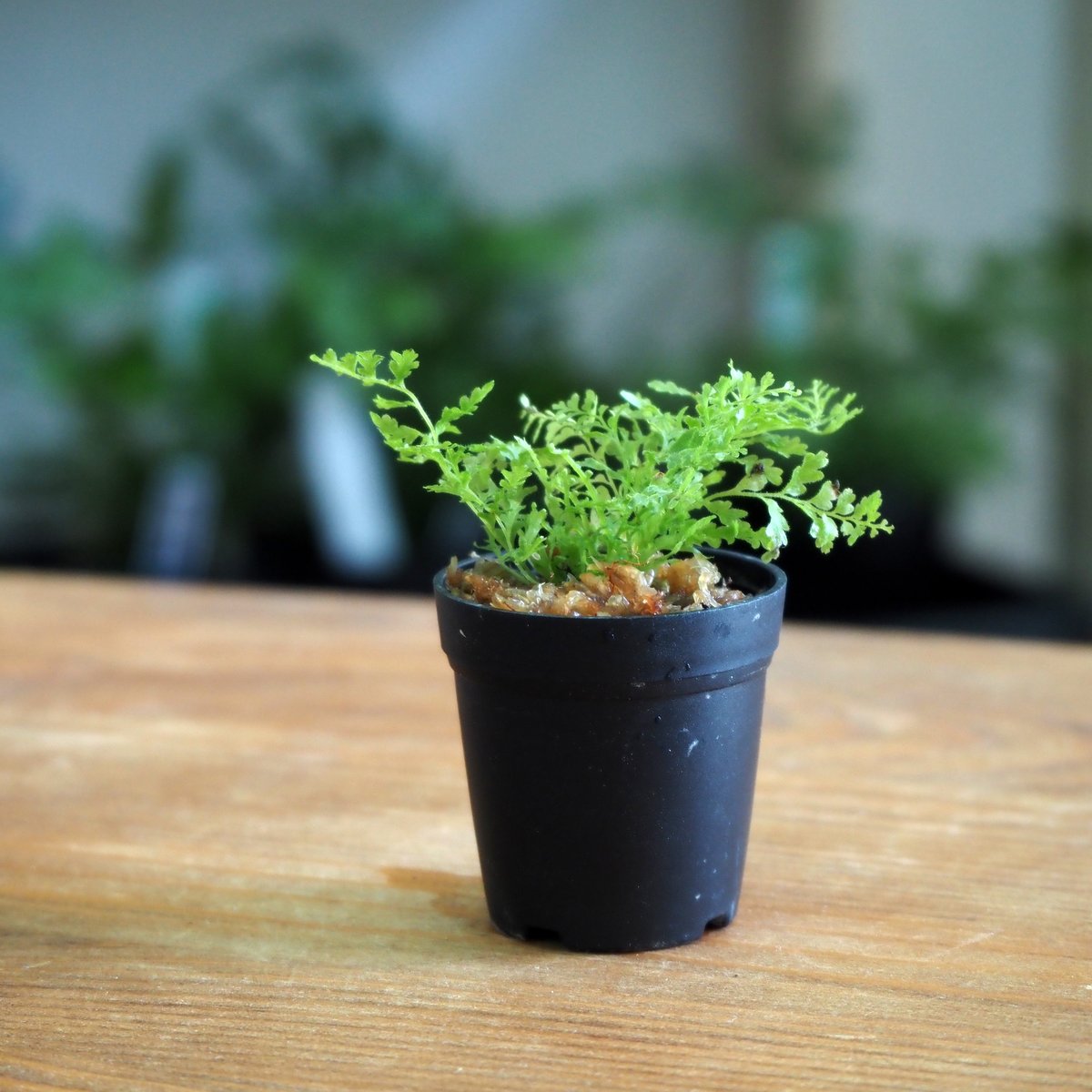 コビトホラシノブ 希少 小型シダ植物 パルダリウム コビトホラシノブ 希少 小型シダ植物 パルダリウム 奄美大島の