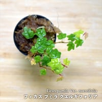 【クライマー植物】Ficus pumila var. quercifolia｜フィカス プミラ クエルギフォリア｜3.5cmポット