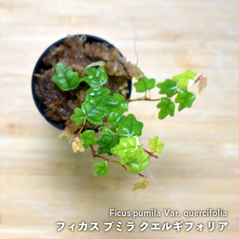 65ae3729c60d69003b727d57