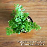 【シダ植物】Nephrolepis exaltata "Pom Pom"｜ネフロレピス "ポンポン"｜3.5cmポット