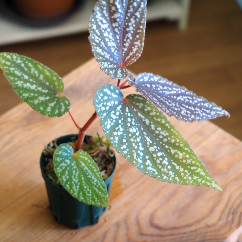 熱帯植物】Begonia 