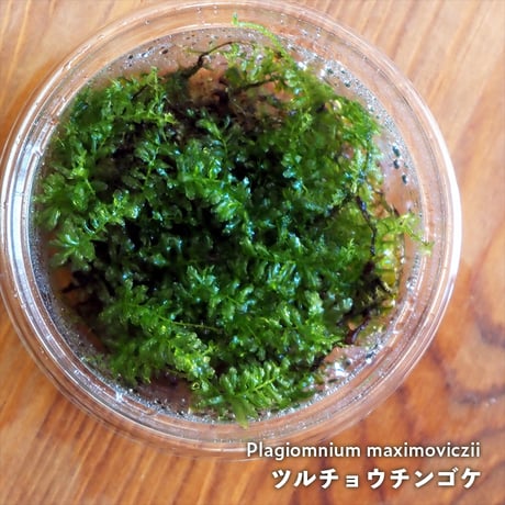 【苔】Plagiomnium maximoviczii｜ツルチョウチンゴケ｜8.5cmパック｜洗浄・処理済