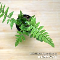 【シダ植物】Polystichum tsus-simense｜ヒメカナワラビ｜3.5cmポット