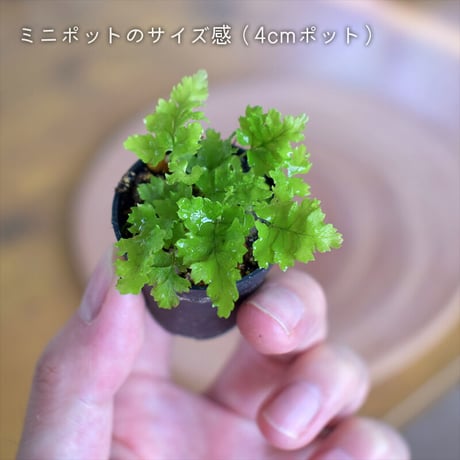【シダ植物】Asplenium antiqua "Leslie"｜アスプレニウム "レズリー"｜4.5cmポット
