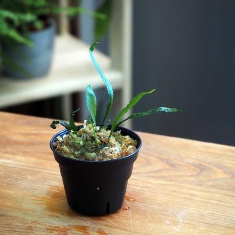 【シダ植物】Microsorum sp. SG Selangis｜ミクロソリウム sp. SG Selangis｜6cmポット