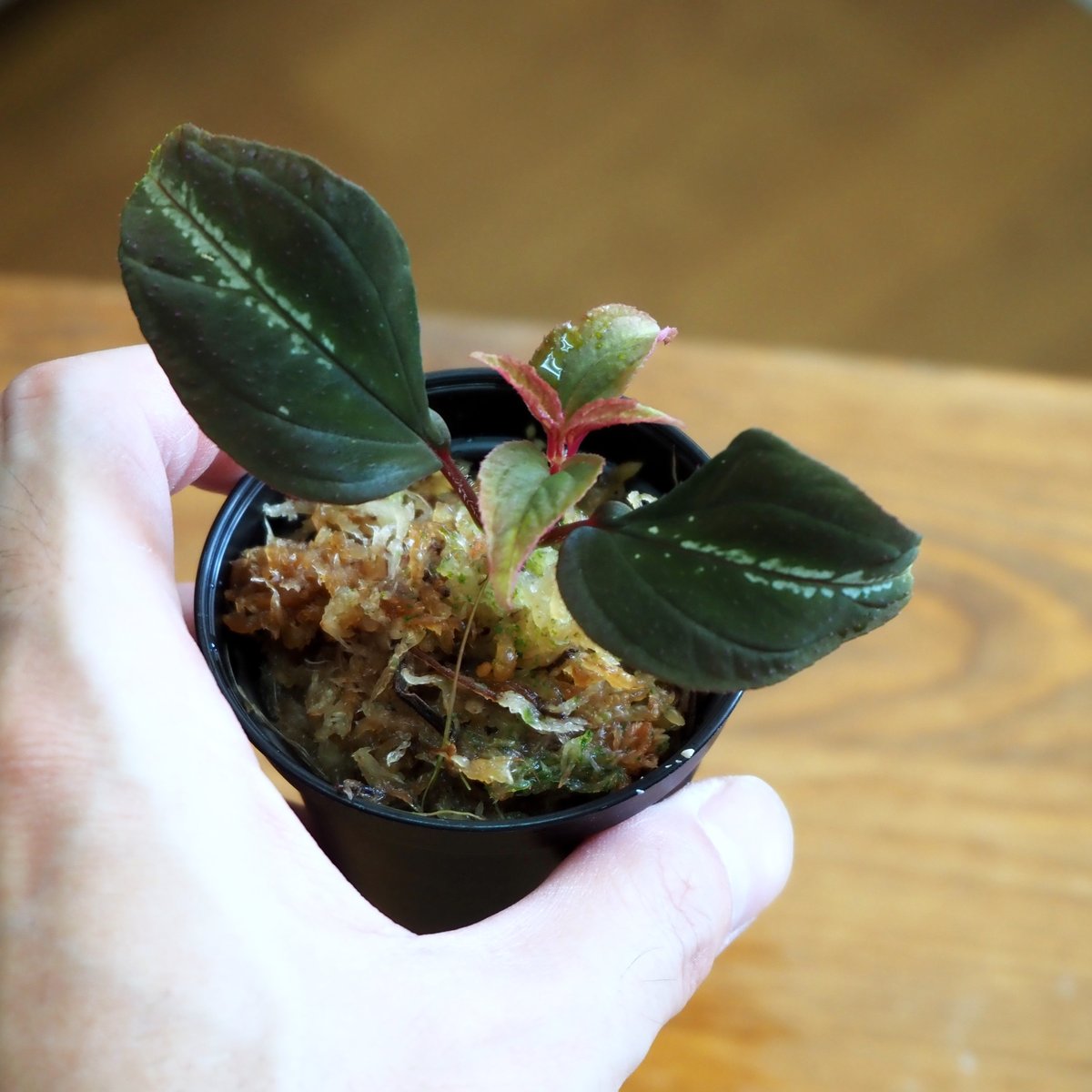 熱帯植物　リンコピレsp.シンタン　[SF0925-01]　黒葉 熱帯植物】Sonerila sp. Di Linh Plateau, Vietnam｜ソネリ