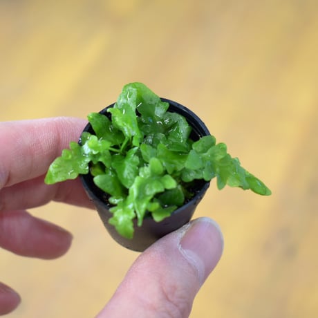 【シダ植物】Asplenium ebenoides｜アスプレニウム エベノイデス｜3.5cmポット