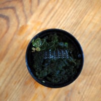 【熱帯植物】Marcgravia sp. Broun｜マルクグラビア sp. ブラウン｜6cmポット