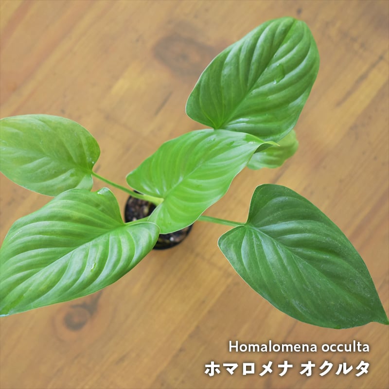 熱帯植物】Homalomena occulta｜ホマロメナ オクルタ｜4.5cmポット |