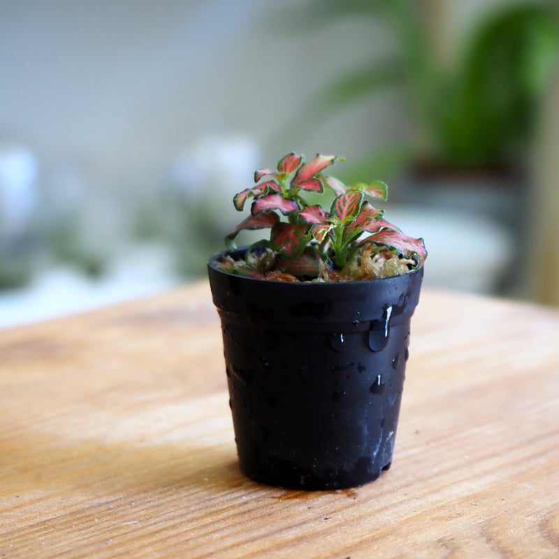 観葉植物】Fittonia 