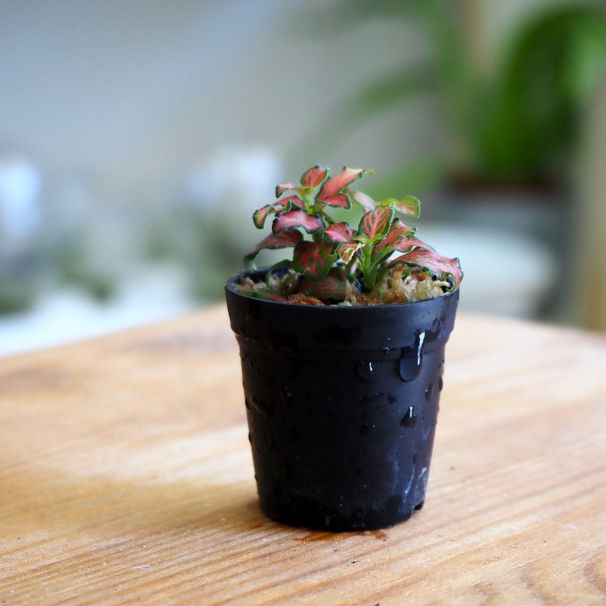 ソリッドファンデーション　ローカル　ボッコム　ニンナ　パラノイア fit=scale-down,w=1200