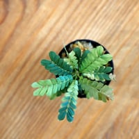 【熱帯植物】Biophytum sensitivum｜ビオフィツム センシティヴム｜3.5cmポット