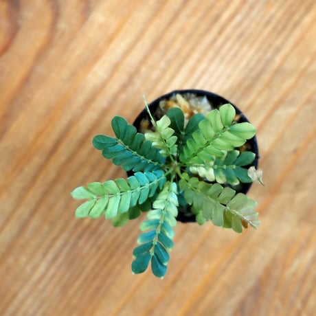 【熱帯植物】Biophytum sensitivum｜ビオフィツム センシティヴム｜3.5cmポット