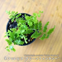 【シダ植物】Nephrolepis exaltata "Green Fantasy"｜ネフロレピス "グリーンファンタジー"｜3.5cmポット