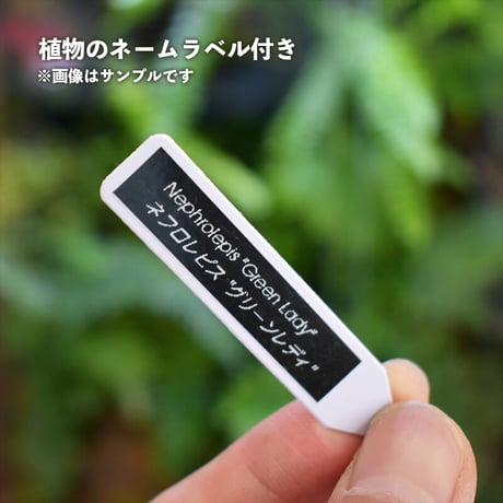 【シダ植物】Nephrolepis "Green Lady"｜ネフロレピス "グリーンレディ"｜3.5cmポット