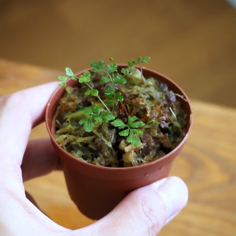 【シダ植物】Thelypteris cystopteroides｜ヒメハシゴシダ｜6cmポット