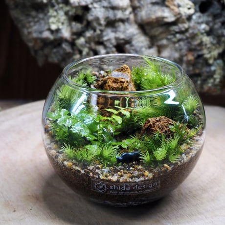 【キット】シダボウルM作成キット｜シダ2種＋苔3種｜シダと苔のテラリウム