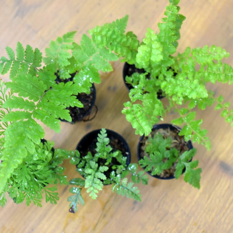 シダ植物等 5種類 シダ植物等 5種類 シダ】寄せ植えやガーデニングにおすすめの