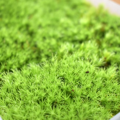 【苔】Leucobryum bowringii Mitt.｜アラハオキナゴケ｜8.5cmパック｜洗浄・処理済