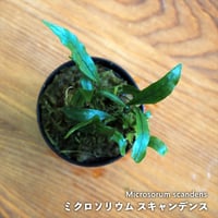 【シダ植物】Microsorum scandens｜ミクロソリウム スキャンデンス｜6cmポット