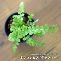 【シダ植物】Nephrolepis cordifolia "Duffii"｜ネフロレピス "ダッフィー"｜3.5cmポット