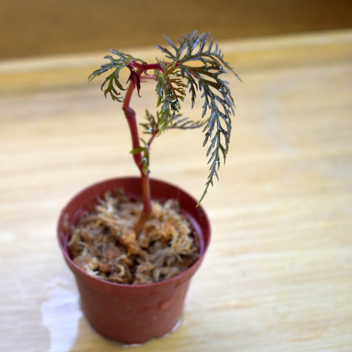 熱帯植物】Begonia bipinnatifida｜ベゴニア ビピンナティフィダ｜6cmポ