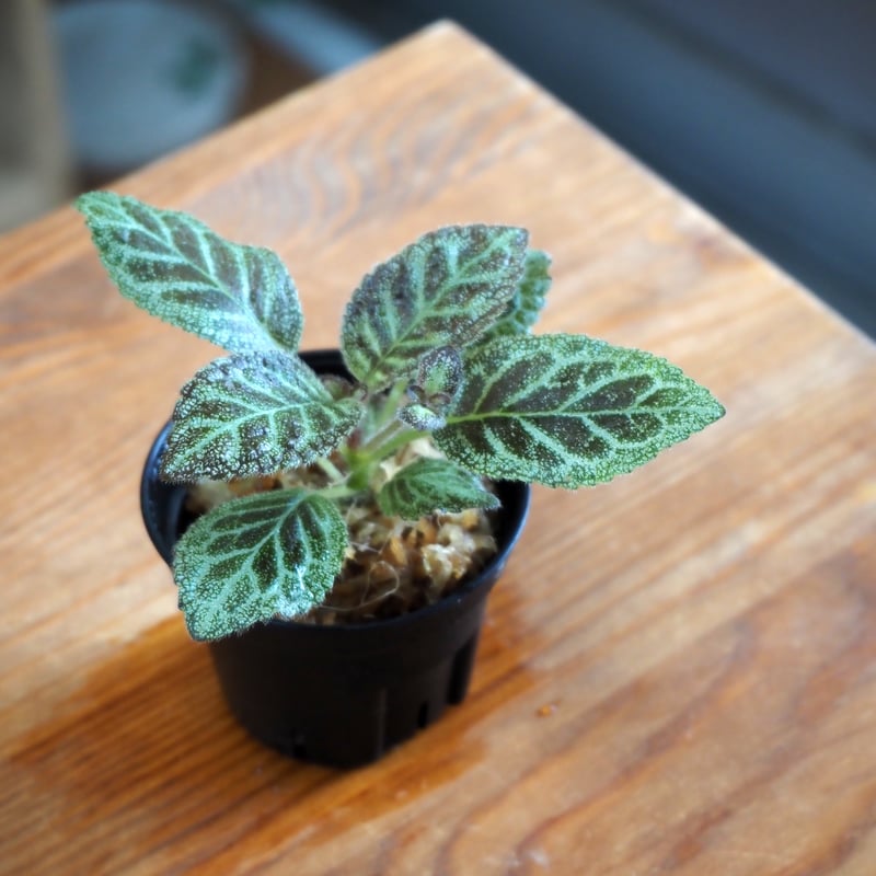 熱帯植物】Episcia 
