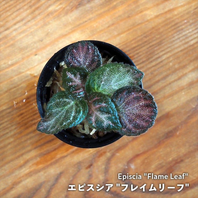 熱帯植物】Episcia 