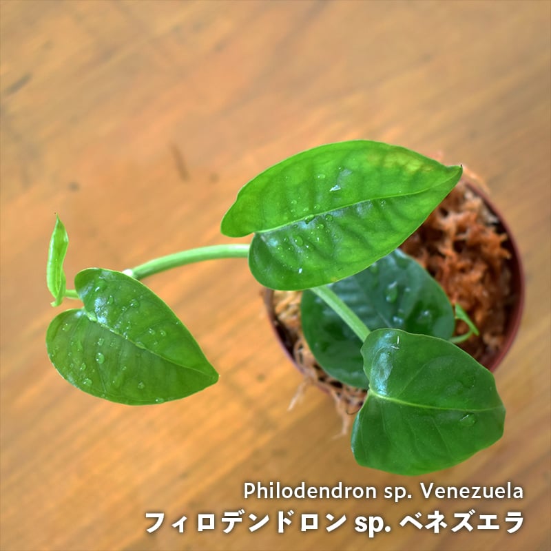 その他観葉植物 Philodendron sp. 熱帯植物】Philodendron sp. Venezuela｜フィロデンドロン sp. ベ