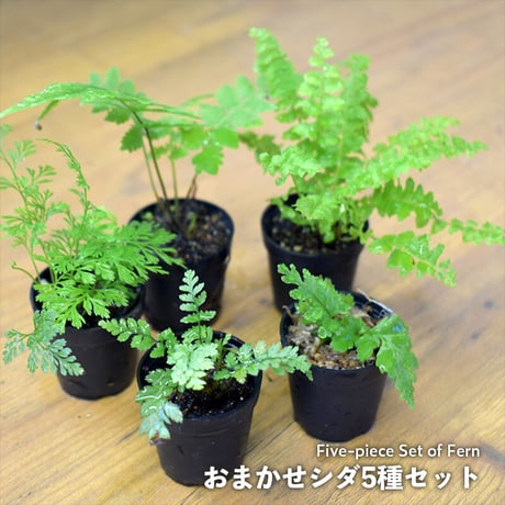【セット】shida designおすすめシダ5種セット｜5ポット｜3.5cmサイズ