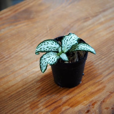 【観葉植物】Fittonia "White Forest"｜フィットニア "ホワイトフォレスト"｜3.5cmポット