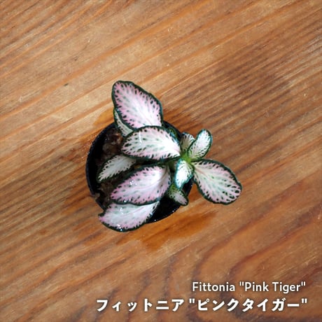 【観葉植物】Fittonia "Pink Tiger"｜フィットニア "ピンクタイガー"｜3.5cmポット