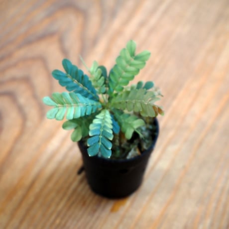 【熱帯植物】Biophytum sensitivum｜ビオフィツム センシティヴム｜3.5cmポット
