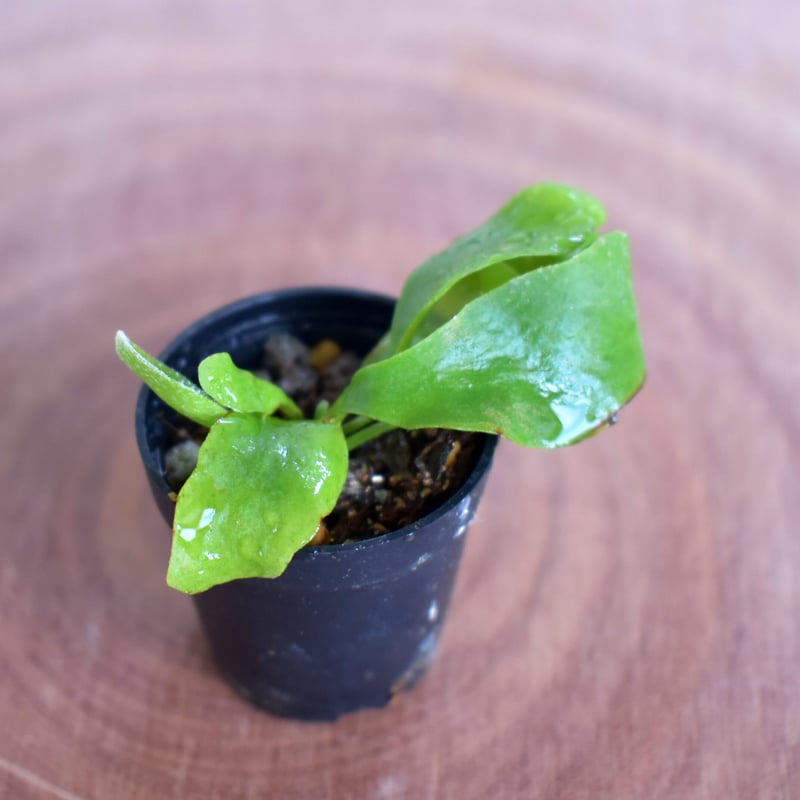 シダ植物】Platycerium bifurcatum｜ビカクシダ ビフルカツム
