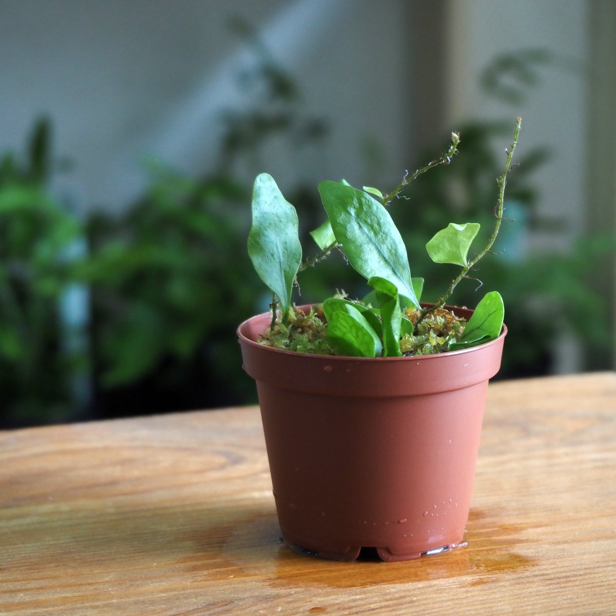 シダ植物】Microsorum sp. Timika｜ミクロソリウム sp. ティミカ｜6c