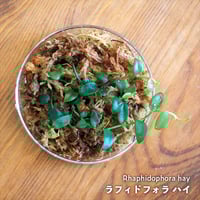 【つる性植物】Rhaphidophora hay｜ラフィドフォラ ハイ｜8cmカップ