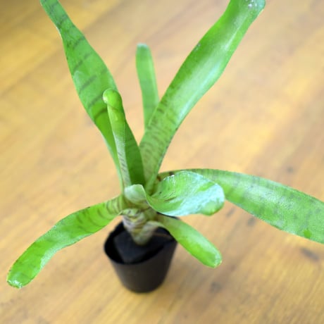 【熱帯植物】Neoregelia ampllacea｜ネオレゲリア アンプラセア｜3.5cmポット