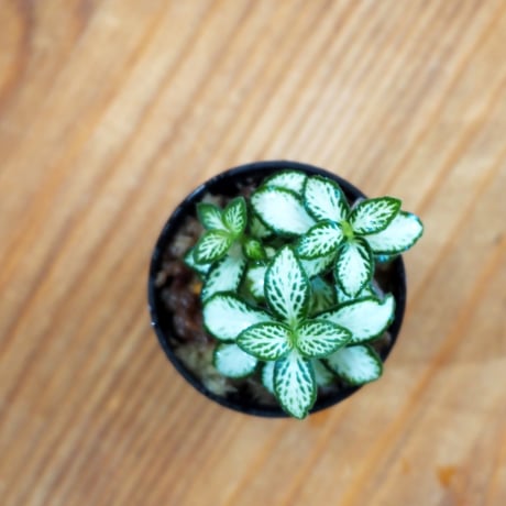 【観葉植物】Fittonia "Lovers"｜フィットニア "ラヴァーズ"｜3.5cmポット