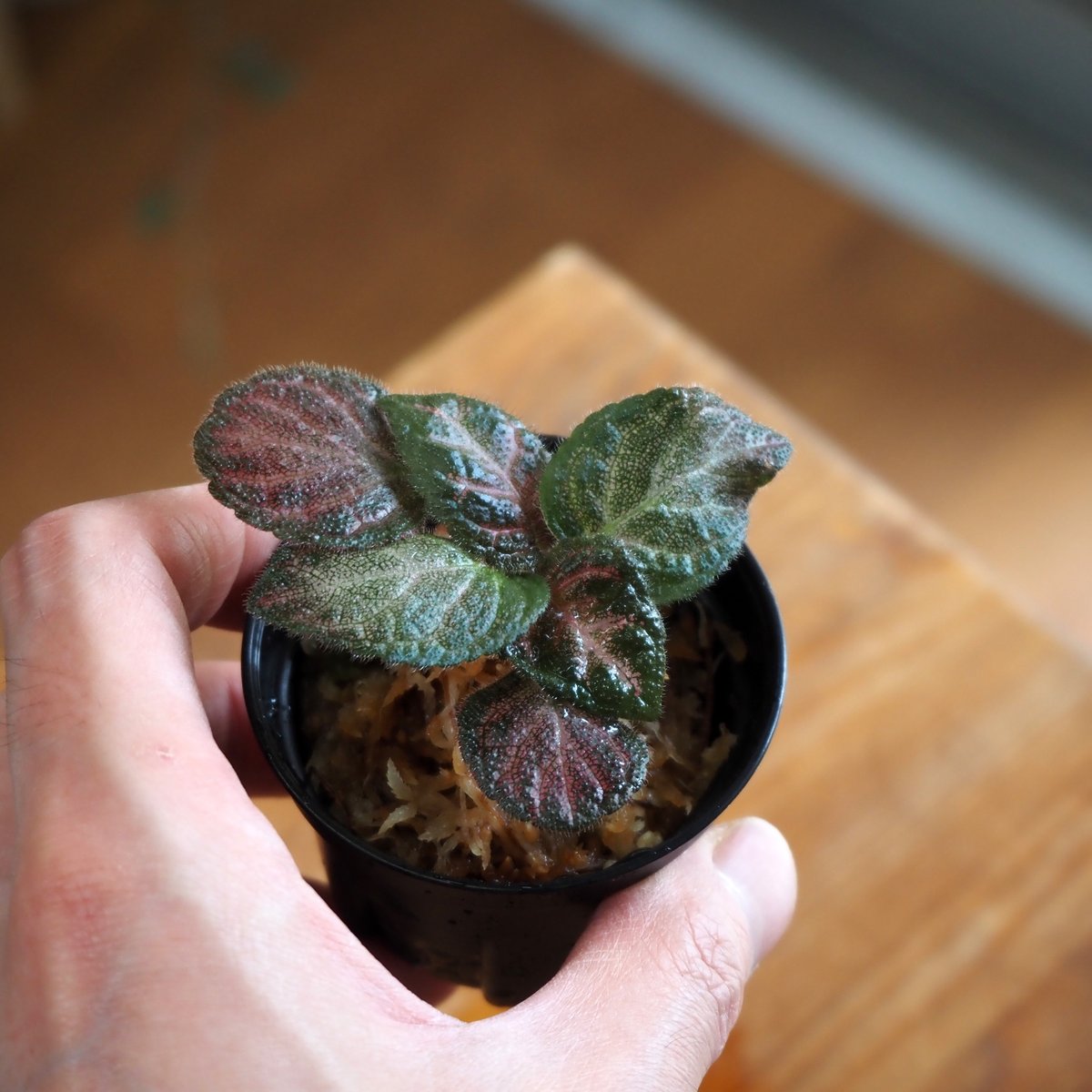 熱帯植物】Episcia 