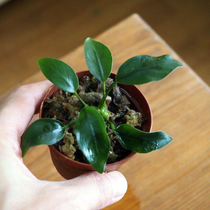 水草】Anubias barteri var. nana｜アヌビアス ナナ｜6cmポット |
