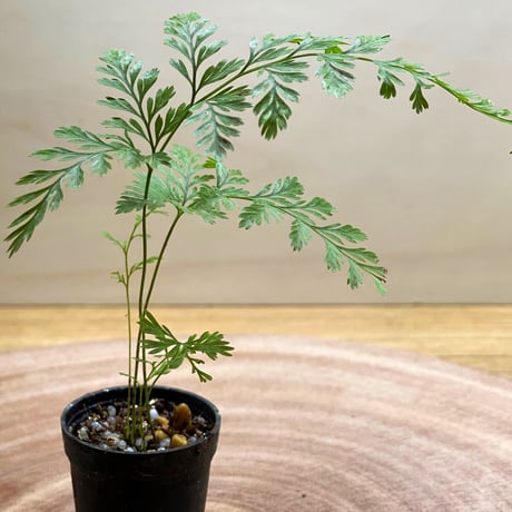 【シダ植物】Davallia fijiensis｜ダバリア フィジーエンシス｜3.5cmポット