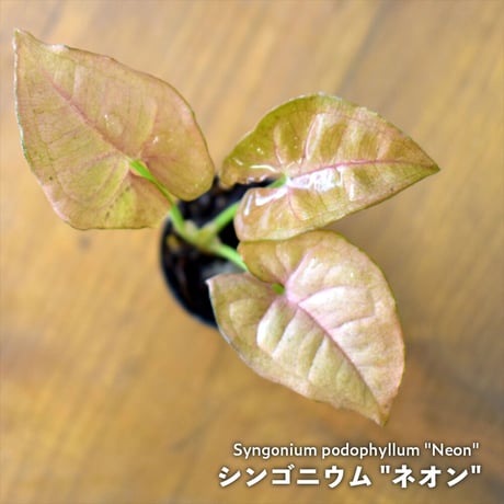 【観葉植物】シンゴニウム "ネオン"｜1ポット｜ミニサイズ