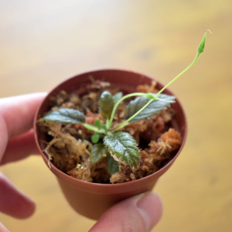 【熱帯植物】Sinningia muscicola｜シンニンギア ムスキコラ｜6cmポット