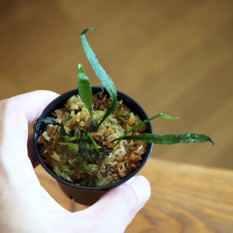 【シダ植物】Microsorum sp. SG Selangis｜ミクロソリウム sp. SG Selangis｜6cmポット