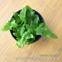 【シダ植物】Asplenium ebenoides｜アスプレニウム エベノイデス｜3.5cmポット