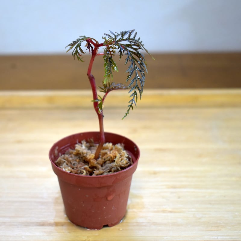 熱帯植物】Begonia bipinnatifida｜ベゴニア ビピンナティフィダ｜6cmポ