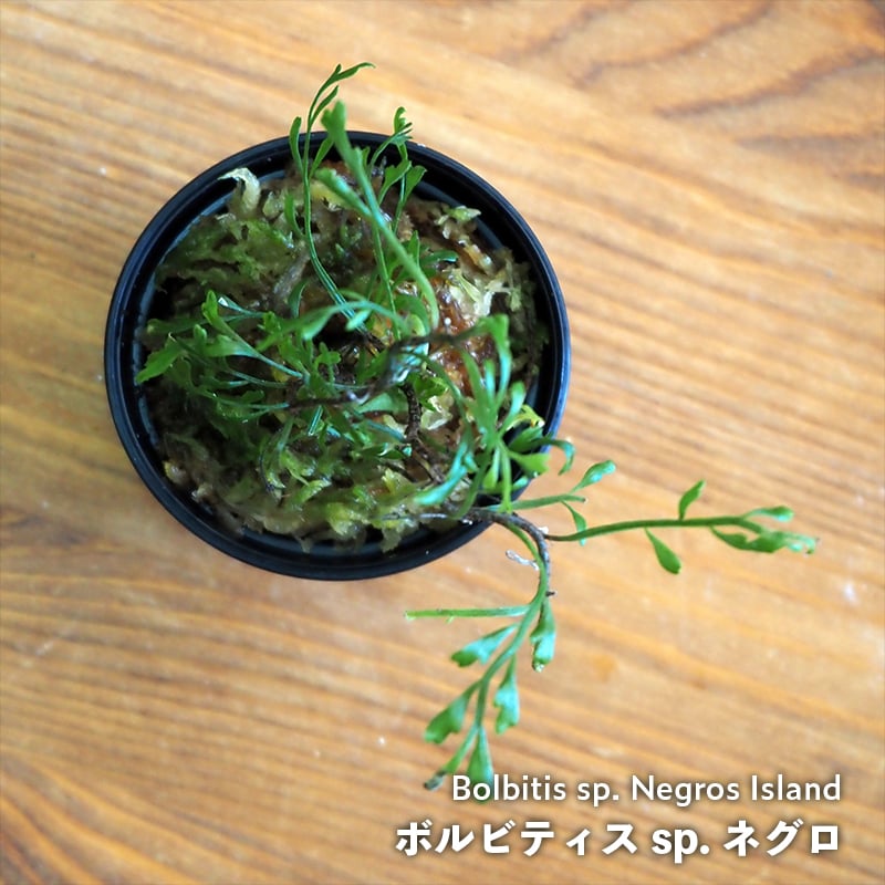 シダ植物】Bolbitis sp. Negros Island｜ボルビティス sp. ネグロ