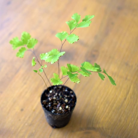 【シダ植物】Adiantum capillus-veneris｜ホウライシダ｜3.5cmポット