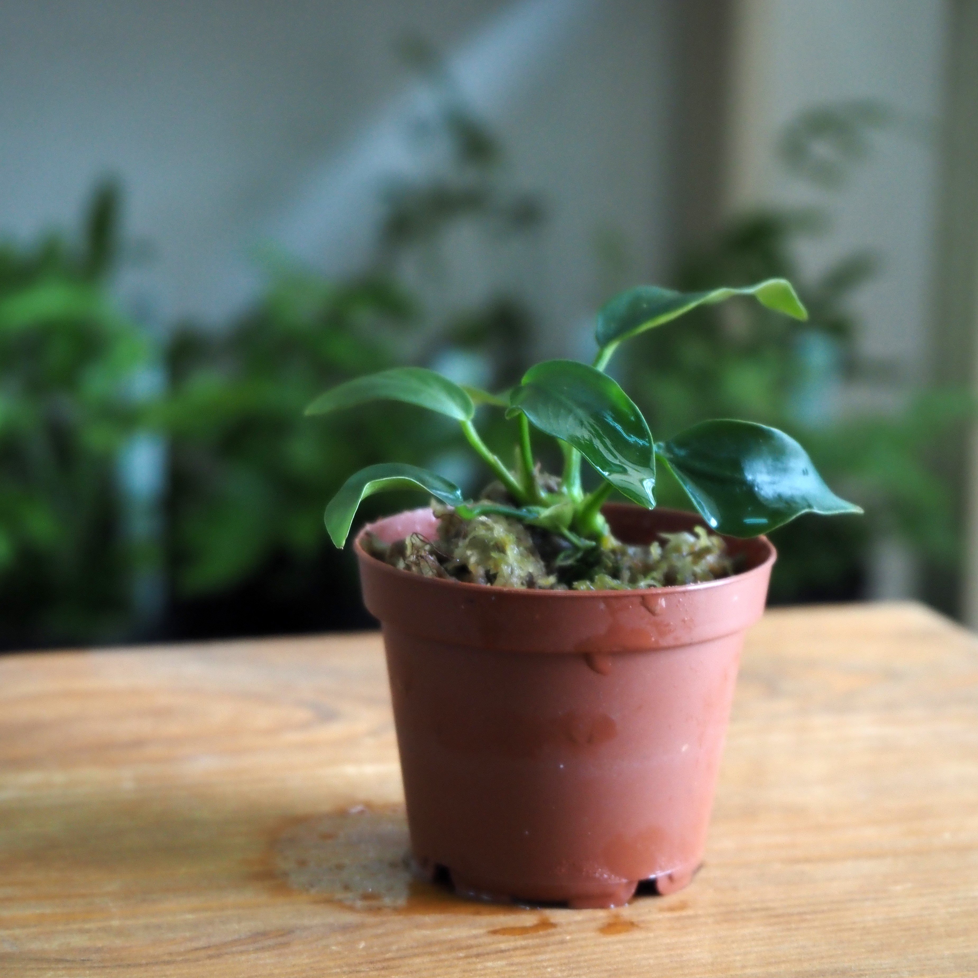 水草】Anubias barteri var. nana｜アヌビアス ナナ｜6cmポット |